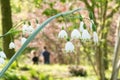 Summer snowflake, Leucojum aestivum, close-up pending white flowers